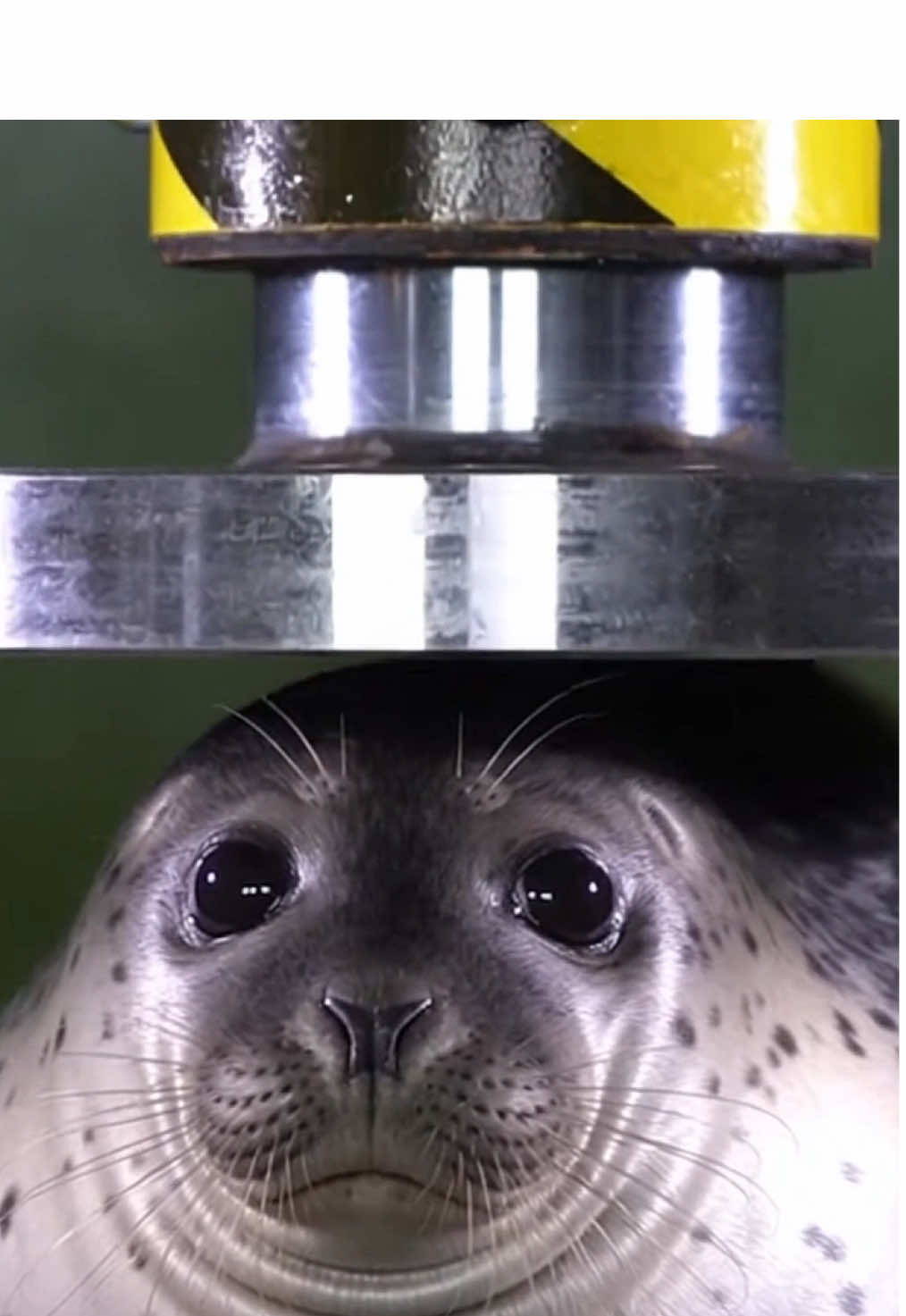 Sea seal 🦭 vs hydraulic pressure 😭#ai #crushed #hydrolicpress #asmr #fyp 