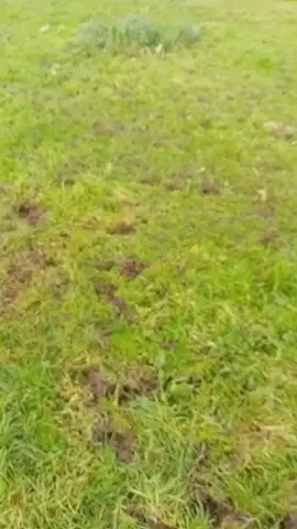 #cow #calves #fyp #grass #winter 