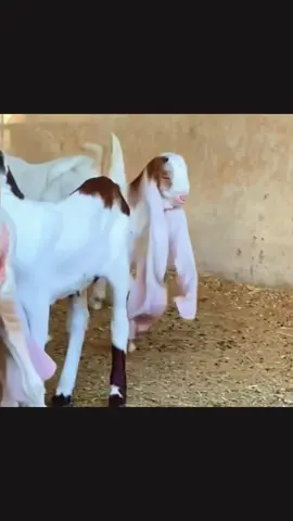 ❣️ MASHALLAH ❣️