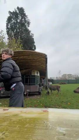 Not her being a baddie💀😻#mlm #deertiktok #fypシ゚ 