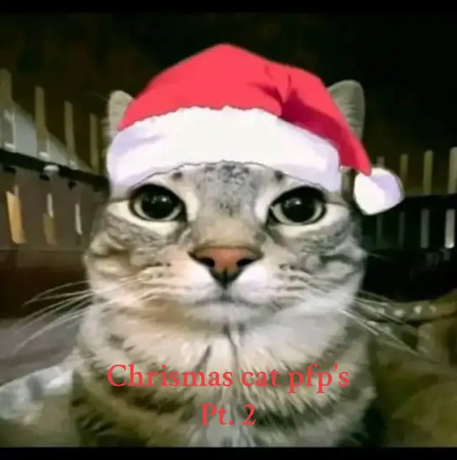 Christmas cat pfp’s Pt. 2