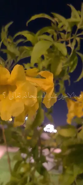 #في هذا اليوم 