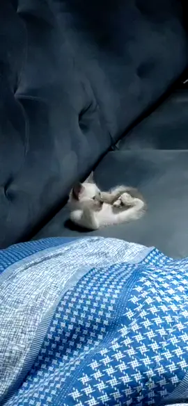 Quando minha Gata Safira esta assistindo TV super de boa e aparece o Rei Roberto Carlos que naturalmente não é da geração Z dela!!!  #gatos  #gato #gatostiktok  #gatosfofos #pets 