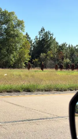 Today we got to see the Buddhist monks who are walking 2300 miles to Washington DC for World Peace. They walked right past our road after stopping for lunch! We also saw someone almost hit them, which is wild to me because there’s no way to miss their escort. Pay attention to your surroundings people! #walkforpeace #buddhistmonk #texas 
