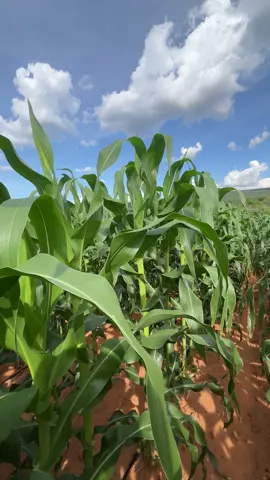 Talhão de milho vindo com força total 😍🌽 #milho #milhoverde #silagem #pecuaria 