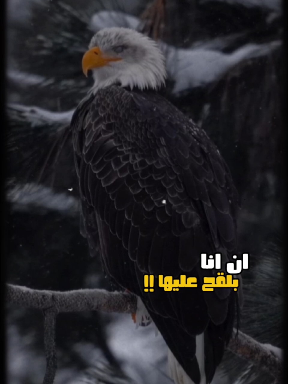 #CapCut الكلام الي بيعجبني بنزله_البسو هوة انتا مين فكرني بيك🤦#ترند #اكسبلور #تصميم_فيديوهات🎶🎤🎬 #الشعب_الصيني_ماله_حل😂😂 