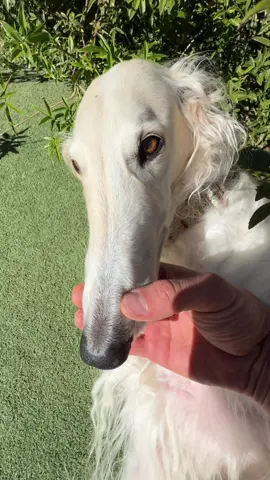Before the Holiday, just wanted to remind you all how to load and discharge your borzoi properly #doglife #borzoi #unhinged #cute #shot   
