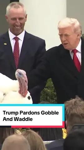 Trump spared Gobble and Waddle from the Thanksgiving table with a pair of pardons. Besides the turkeys, Trump has granted nearly 2,000 pardons and commutations in his second term so far — mostly to benefit his allies and supporters. #trump #turkey #thanksgiving #pardon #politics 
