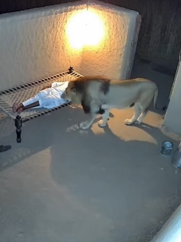 Man Trying to save himself From lion 🦁  #Sora2 #AIVideo #CCTVFootage #WildlifeStory #MountainLion 