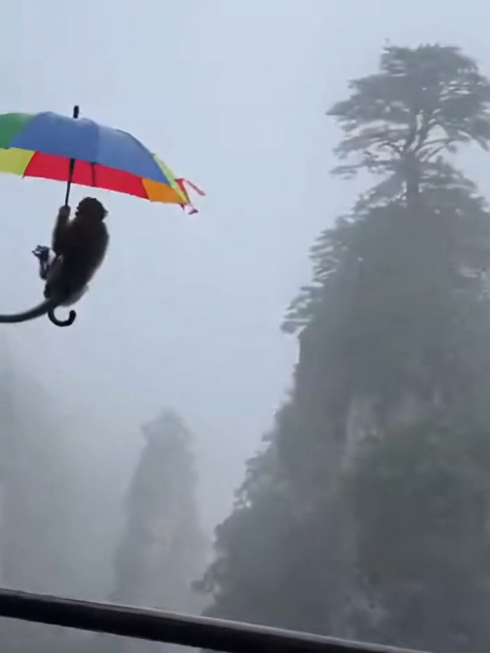 #macacoprego #trilha #guardachuva #montanha 