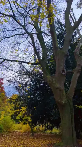 #الشعب_الصيني_ماله_حل😂😂 