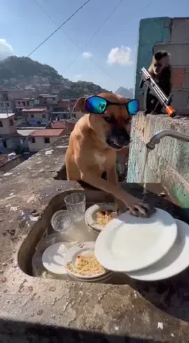O macaco fazendo o cachorro de empregado 🤣🤣🤌🏼 #cachorro #brasil #riodejaneiro 