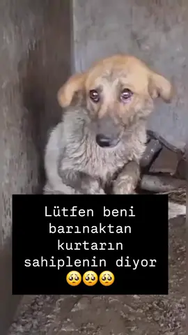 #keşfetteyizzz #kesfet #hayvansevgisi #hayvansever 😓😓😓🐶🥺🥺🥺Neresi olduğunu bilmiyorum arkadaşlar Facebook ta gördüm neresi olduğuna bakamadim kusura bakmayın😓orda da Neresi olduğu paylaşılmış 