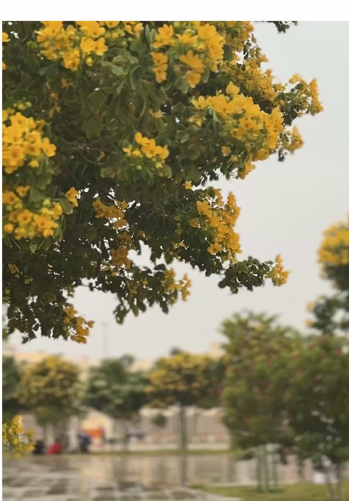 بدا الجو يزيييييين الحمدلله 🌧️💛💛💛 #اكسبلور #مطر #explore #تصويري #fyp 