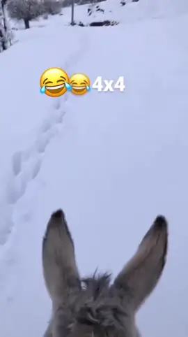 #zaxo_duhok_hewler_slemani_hawler #زاخو_دهوك_هولير_سليماني_ئاكري_سيمي #zaxo #duhok #شلادزئ 