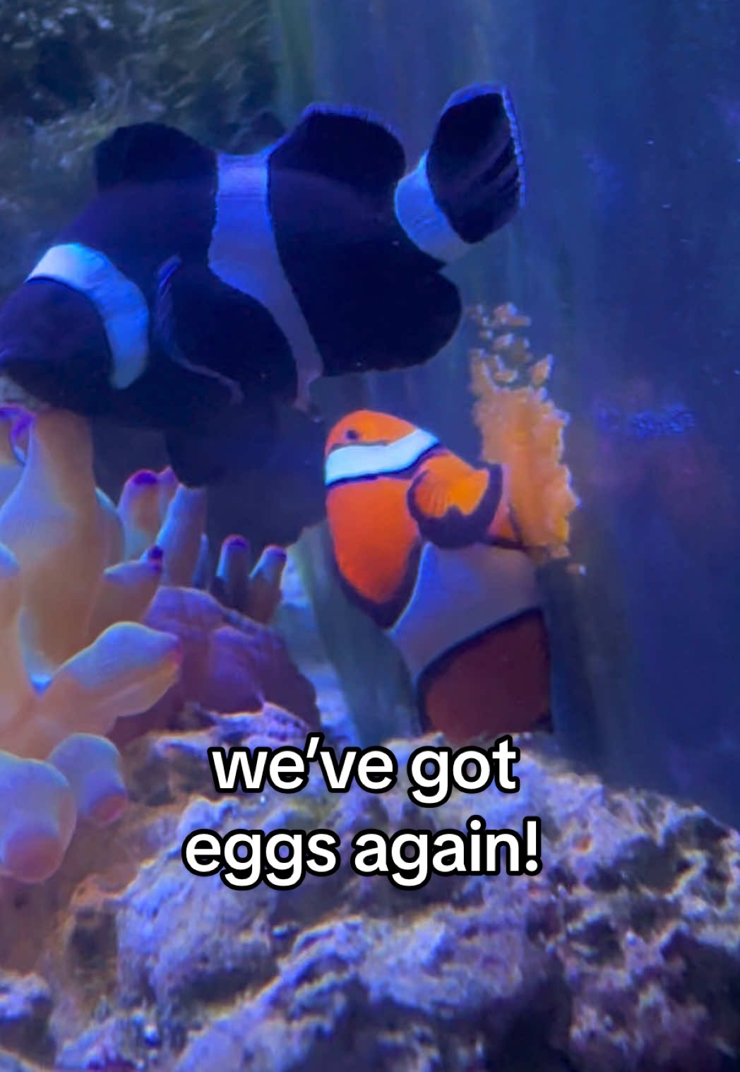 nemo and emo are laying eggs again! #nemoandemo #clownfish #clownfisheggs 