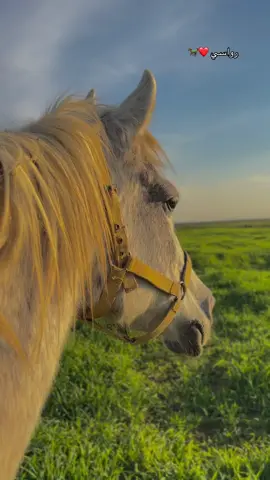 النادرة ❤️ #متعب_الخيل #حيزوم👑🔥 #خيل_وخياله🐎 #ربيعه_ديار_شمر #ترند_تيك_توك 