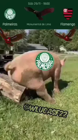 #palmeiras #flamengo #corinthians #futebol #brasileirao 