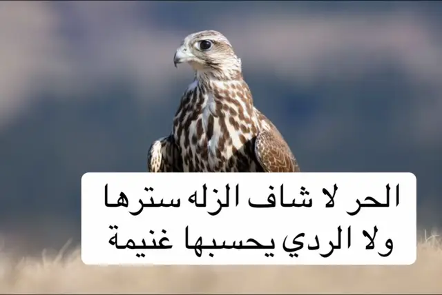 #فلسطين_أحساس_شاعر_لايك_فضلآ_وليس_أمرآ 