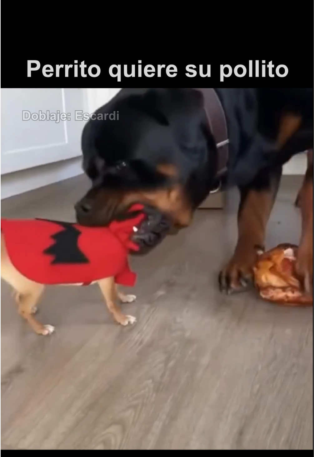 Perrito quiere su pollito 🤣🍗 #parati #escardi 