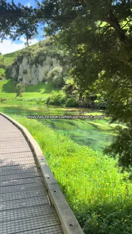 Nature untouched, the way it should be  #nature #bluesprings #newzealand #travel #traveltok 
