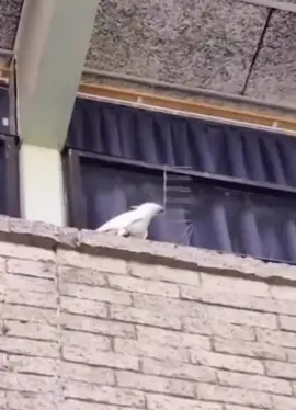 #smartparrots😍😍😍❤❤ #loveparrots❤️❤️❤️❤️😀😀🦜🦜 #smartparrots😍😍😍 #smartbirds🐦🐦 #loveparrots❤️❤️❤️❤️ 