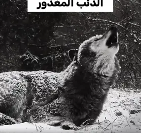 الذئب الرمادي ☝🏼😔🐺 + خوش وقت انشره 🙂؟#الهم_صلي_على_محمد_وأل_محمد #ذئب #fyp #شعب_الصيني_ماله_حل😂😂 #ترند 