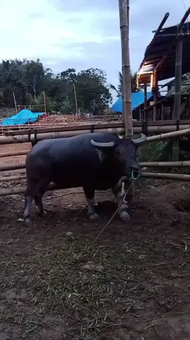 Boss nilam berada di Arena  mini rembon