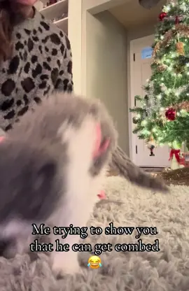 I tried guys, he’s a wiggle worm and trying to eat the comb but just wanted to show that he’s comb able and still curly after 😂😂 lots of people were asking 🤷🏻‍♀️ #kittensoftiktok #cutekitten #curlycat 