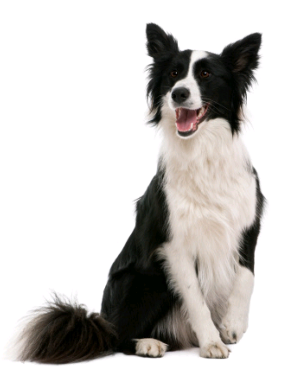 тгк Заветы Лазавета.  Если вам нужна ветеринарная онлайн-консультация по сложному случаю или вы не знаете к кому обратиться, вы можете написать мне напрямую в телеграмм lazarewhy 👈 #рекомендации #собаки #породысобак #животные #ветеринария 