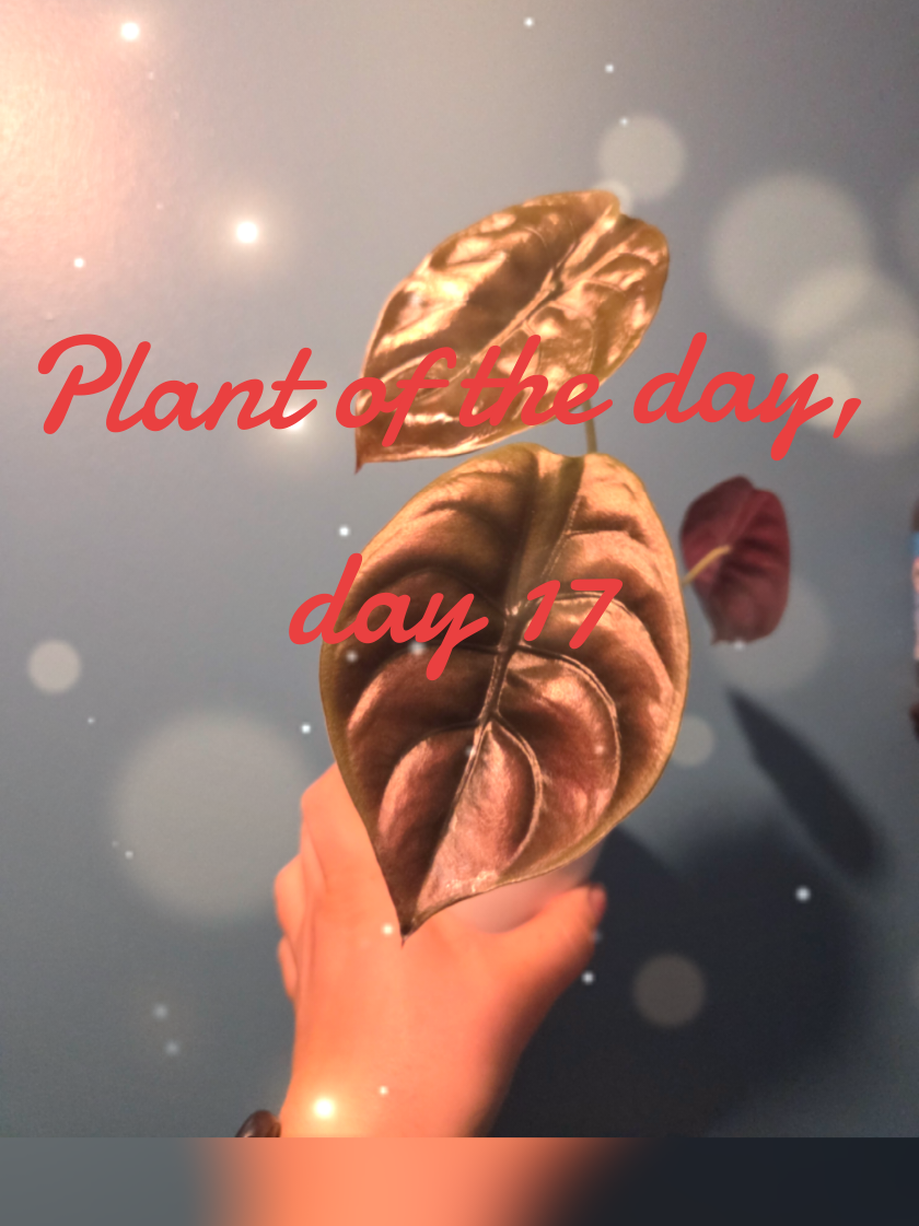 Alocasia Love! This deserves plant of the day (day 17 after a brief hiatus!) The Cuprea Red Secret loves me! Officially my favourite Alo since the rest decided not to thrive! #Alocasia #AlocasiaCupreaRedSecret #CupreaRed #AloLove 