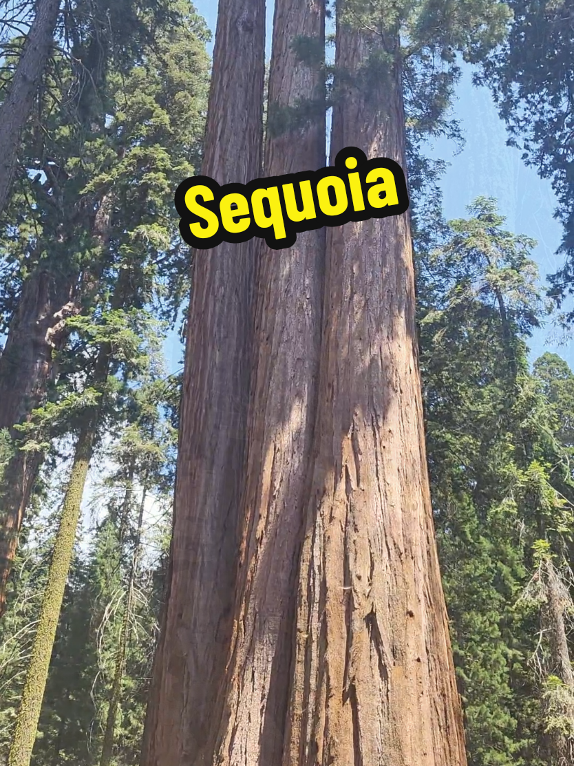 One of the best memories I have. So fortunate to experience with my family. #vacation #sequoia #fyp 