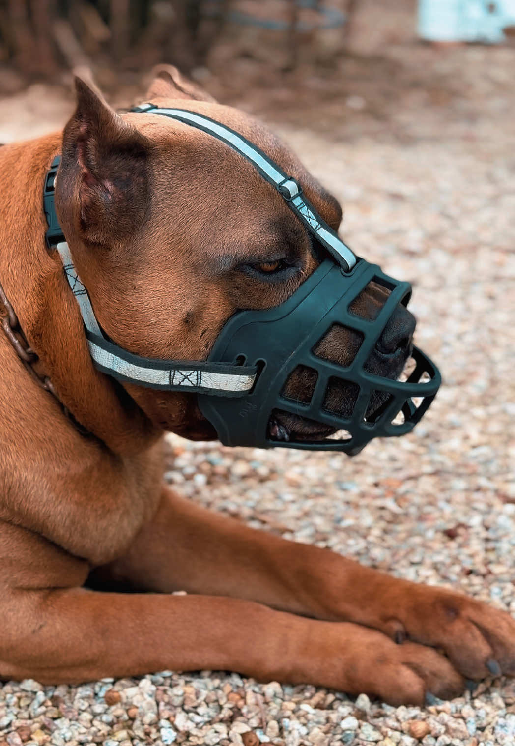 Focinheira de silicone respirável e flexível. Melhor focinheira que já comprei! Ela não abafa, não machuca, eles conseguem tomar água e é super segura. Além disso a fita de ajuste é refletiva, ideal para aqueles passeios noturnos. Achei aqui no TikTok Shop, LINK TA NO VÍDEO!  #tiktokshop #dog #cachorro #caes #pet 