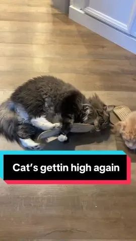 #catnip #catsoftiktok #mainecoonsoftiktok #play @Potaroma Pets 