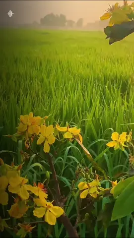 Hờiiiii ơiiii.....🌸🌸🌸🌸🌸🌸🌸#nhachaymoingay #tet #tet2026 #xuhuong #thanhthoiluottet 