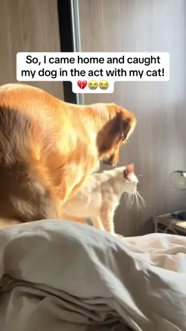 💔 #dog #cat #animals #pet #vet 