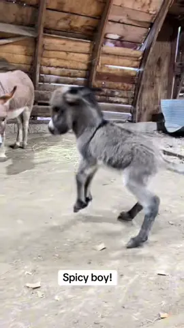 #minidonkeybaby #foal #babydonkey #minidonkeys #bonkey 