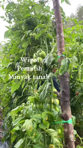 Untuk 200liter air #petaniindonesia🇮🇩🇮🇩🇮🇩🌿🌿 #petanitomat #petanimuda 