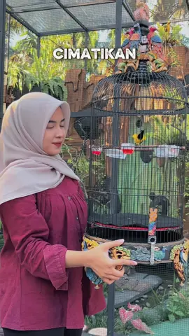 Sogon “KILLER” dengan ciri khas materi lagu dan volume toa .. #sogonkiller #redzoneproduct #redzoneteam #starbluekicau #sogonmaniaindonesia 