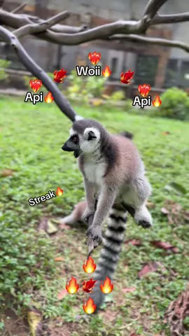 Api Woii🔥🔥🔥🐦‍🔥🐦‍🔥🐦‍🔥🐦‍🔥 #GreenCreator #VinWonders #dulich #vinpearlsafariphuquoc #chuoi 