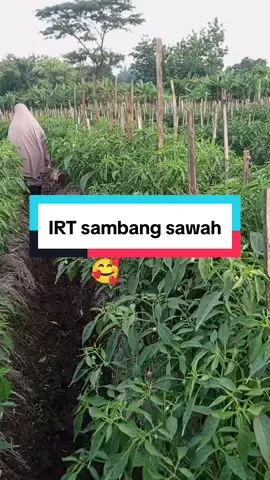 Nyenengke atiora kudu larang, nyawang tanduran ngene wae wis bunggah#rengganisshop #fyp 