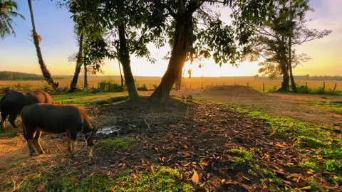 🌾😘🍃#ទេសភាពស្រុកស្រែ🌄🏜️🌱🌼🌾🐟 