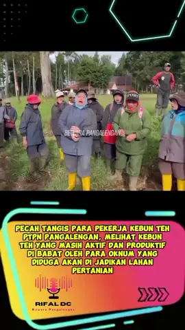 PUNTEN PAK DEDI CEK KA PANGALENGAN, URGEN‼️ Sempat viral beberapa bulan yang lalu dan sempat terjadi gesekan kericuhan antara warga setempat, kini terulang kembali. Pemangkasan kebun teh Pangalengan yang diduga dilakukan oleh sebagian oknum yang ingin serobot lahan untuk dijadikan alih fungsi lahan pertanian sayuran. Pecah tangis para pekerja pemetik teh melihat kondisi kebun teh yang dibabat, nasib dipertaruhkan, sandaran ekonomi yang semakin lumpuh akibat ulah para oknum rakus. Tak hanya itu, dengan gundulnya lahan perkebunan teh, maka kekhawatiran bencana semakin dekat, tak diherankan dataran pegunungan yang harusnya jauh dari kata banjir kini Pangalengan menjadi pusat banjir langganan di benerapa titik termasuk longsor. Siapa yang harus di salahkan? sementara nasib rakyat kecil menjadi taruhan! #alihfungsilahan #perkebunanteh #pangalengan #rifaldc #bewarapangalengan 