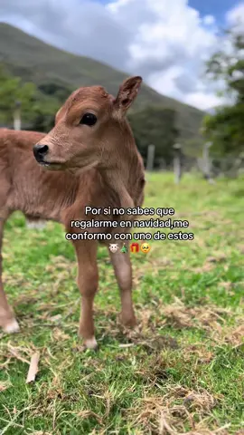 😍El mejor regalo 🥹#becerritos #paratii #apoyen❤ 