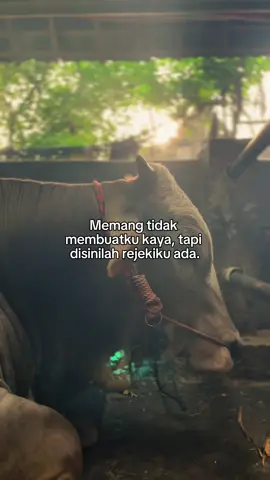 126 | mempeng leh dongo, akehi sukure.                                   #peternaksapiindonesia #appsi #peternakmuda #sapiviral #sapijumbo 