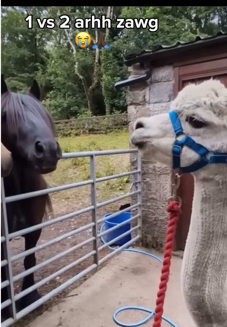 😭🙏🏿⚠️#blud #linganguli #brainrot #fyp #viral 