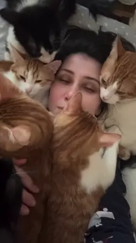 السعاده الابديه لمربين القطط، انا في القنه يا عبدوه 😂🤣#foryou #قطط #cat 