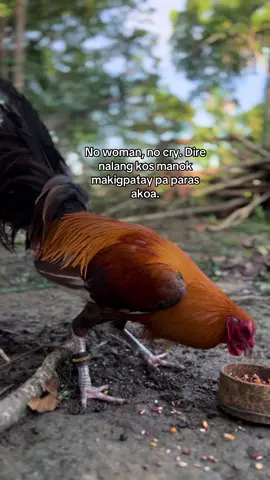 wanay sakto na eabab HAHAH #fypシ゚ #fyppppppppppppppppppppppp #manokislife #panabongnamanok 