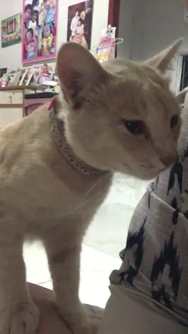 มอนแงว แมวงอลลลลล