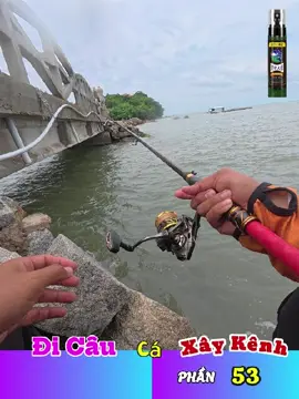 🍀Cá đã ăn rồi thì càng ăn mạnh hơn nè🇻🇳  #cauca #caucagiaitri #cancauca #phamhoanglinh #phl
